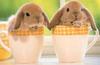 Cute Bunny Couple in Cup