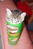 Pringles SURPRISE!!!!