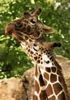 ~Giraffe Kiss~