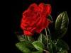 a red rose for you
