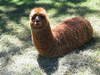 LLAMAPILLAR