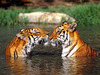 tiger kiss