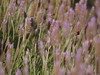 Lavendar Patch with Bee