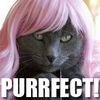 You're Purrrrrfect!