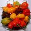 Scotch Bonnet