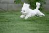 Flying Puppy