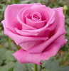 pink rose~ (friendship)