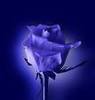 BLUE ROSE