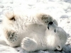 soft toy polar bear