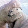 A BEAR HUG 