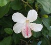 White Hibiscus!~