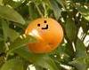 smiling tangerine