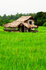 Your own Bahay Kubo (Nipa Hut)