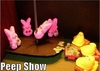 A peep show for my pet