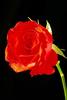Wild Red Rose