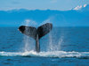 It`s Humpback Whale Day!