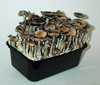 Mushroom Growing Kit