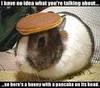 Bunny with a pancake