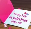 Happy Valentines Day My Pet