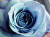 Rare blue rose