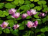 water lilies for you!