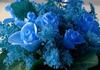 blue posy for You ...