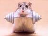 buff Hamster