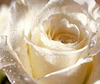 White rose