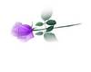 1 purple rose 