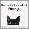 This cat thinks you look funny