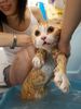 cat wash