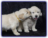 Puppy kisses♥