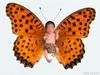 baby butterfly
