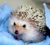 a cute pet hedgehog