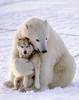 A Warm Bear Hug