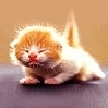 baby cat.....kiouty!: )