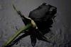 Black rose.