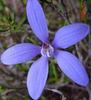 blue china orchid