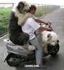 a ride with my owner