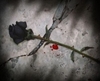 a black rose