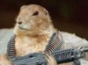 Gun Toting Chipmunk