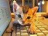 Cute cat on keyboard
