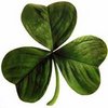 the luck of the Irish - Shamrock