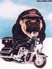 biker pug