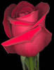 ~Perfect Red Rose~