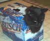 BEER cat!