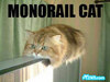 Ride on the Mono Rail Cat