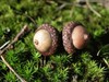 Pair of acorns