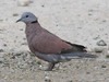 Red collared dove