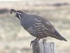 California quail